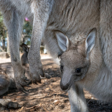 Nature and Wildlife: Australia in One Day - Private Tour