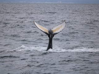 Best Value Whale Watching tour from Reykjavik, photo 29