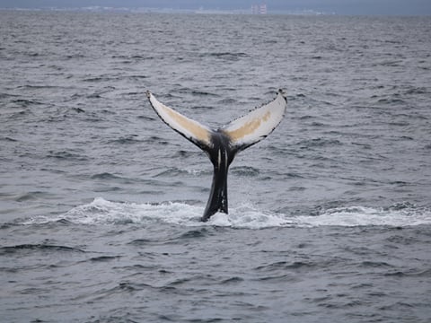 Best Value Whale Watching tour from Reykjavik, photo 29