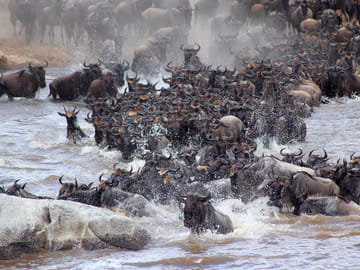 4 Days Wildebeest Migration Flying Kenya Safari