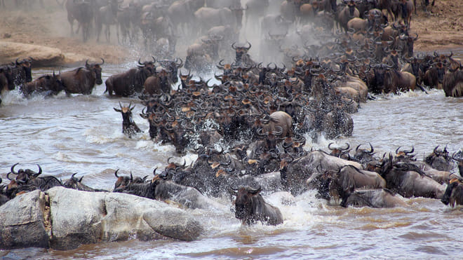 4 Days Wildebeest Migration Flying Kenya Safari