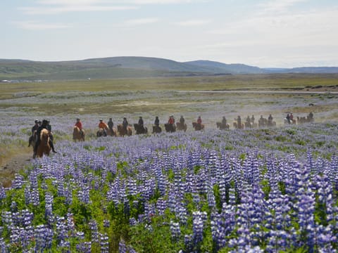 Golden Circle Horseback Riding Tour, photo 2