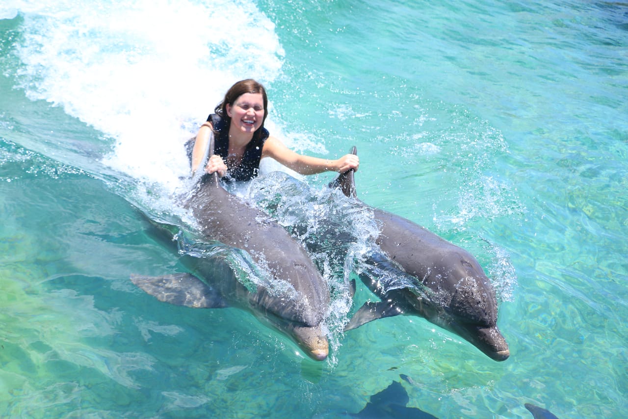 Dolphin Royal Swim in Dolphin Cove Ocho Rios  3