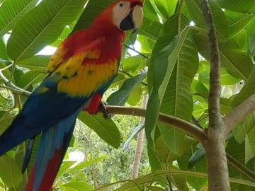 Wildlife Encounters and Snorkeling in Roatan, Honduras