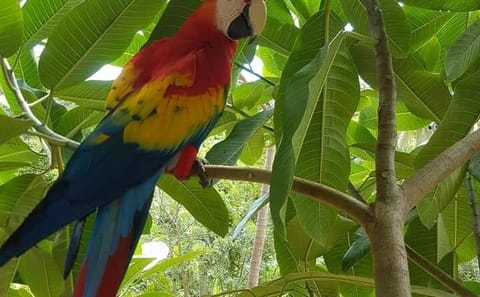 Wildlife Encounters and Snorkeling in Roatan, Honduras