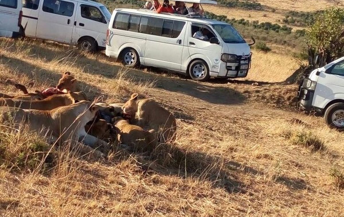 4-Day Masai Mara Shared Budget Safari with Pickup from Nairobi