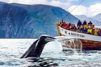 Whale watching with North Sailing