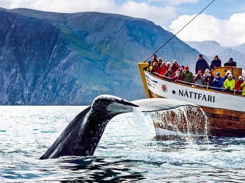Whale watching with North Sailing