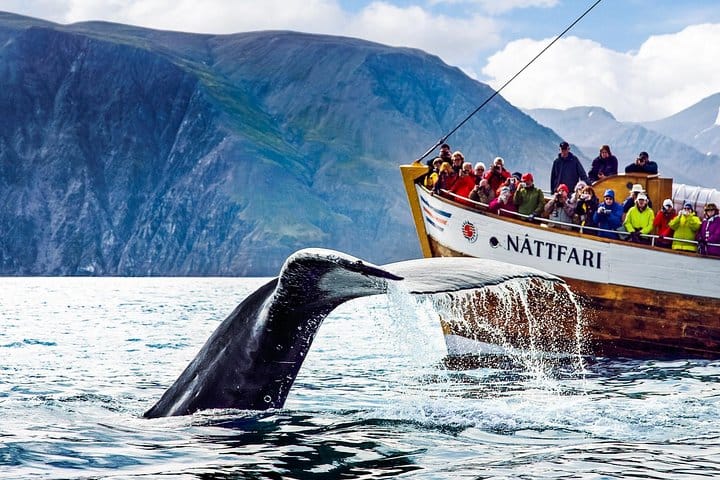 Whale watching with North Sailing