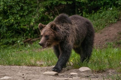Carpathian Wilderness: A Wildlife Experience from Brașov