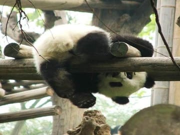 Giant Panda & Sichuan Cuisine Cooking Class 1 Day Tour
