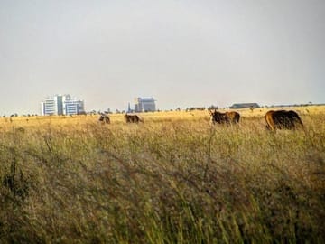 Nairobi National Park