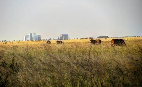 Half-Day Guided Wildlife Tour in Nairobi National Park