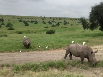 Safely guarded rhinos| Visit Kibera Expeditions| Nairobi National park