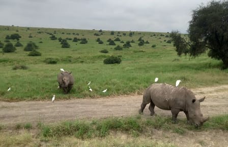Half Day Nairobi National Park