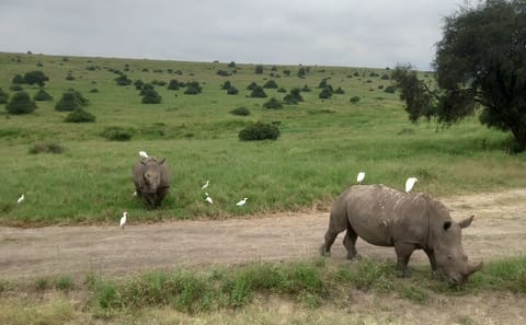 Nairobi National Park Half Day Safari Tour