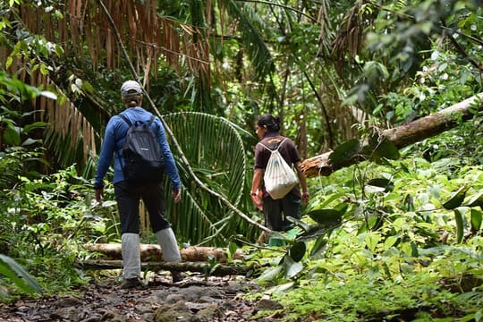  From Hambantota: Sinharaja Trekking Day Tour
