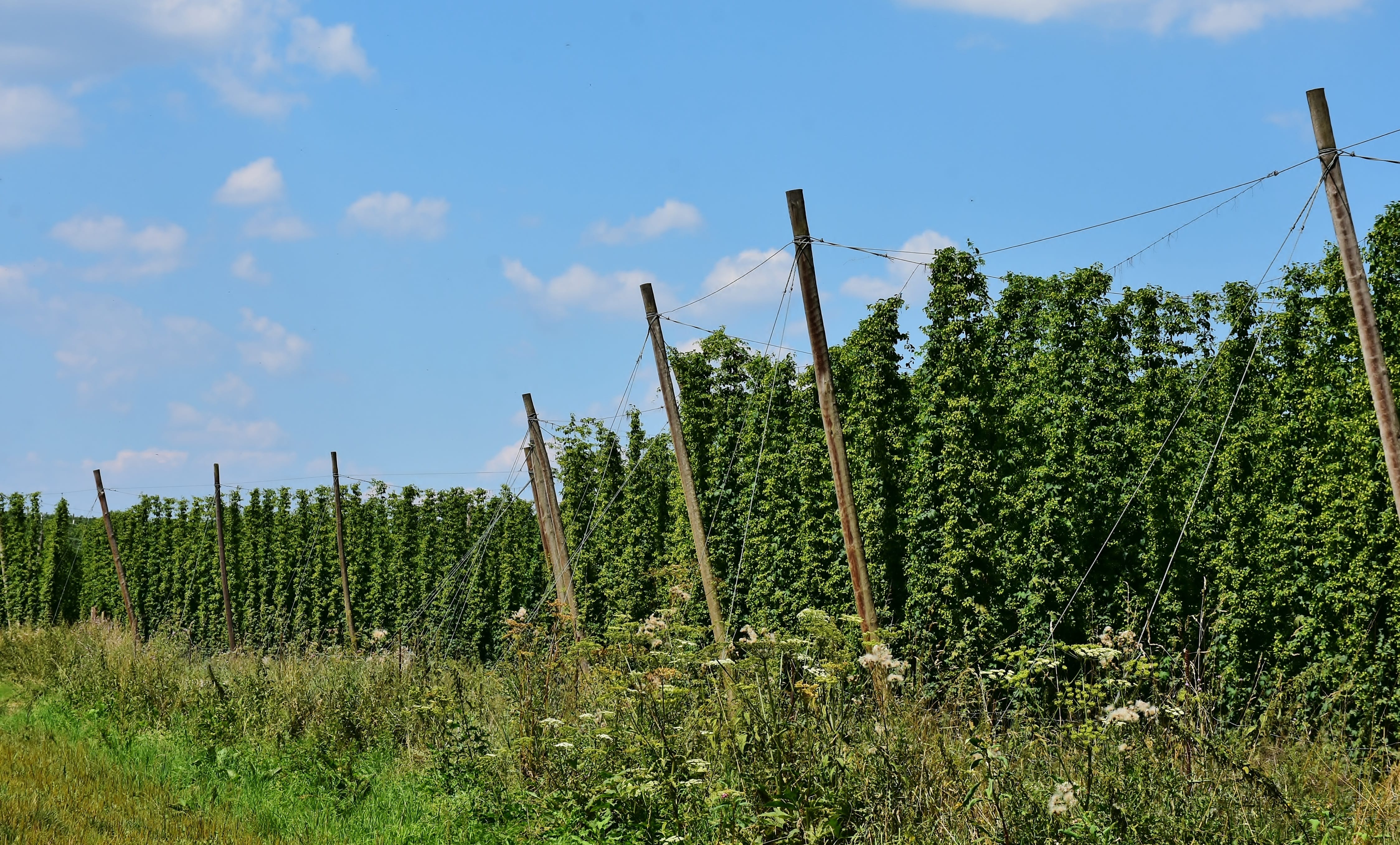 Hopfenlandschaft Hallertau 