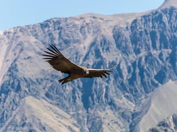 Colca Canyon Condor