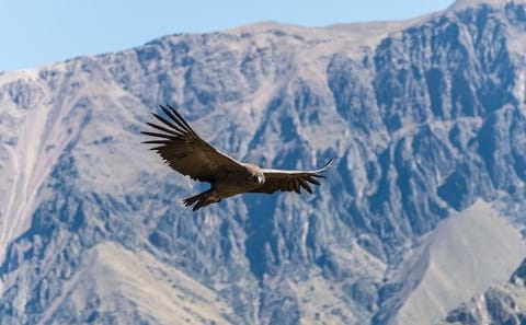 Colca Canyon Day Trip from Arequipa