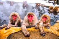 Nagano Private Full-Day Tour 1
