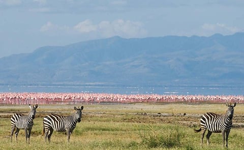 5 Days 4 Nights Flying Safari to Maasai Mara and Amboseli Park