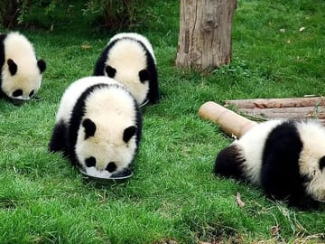 Wolong Panda Base Private Day Tour Optional Volunteering
