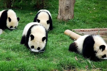 Private Day Tour to Wolong Panda Base from Chengdu