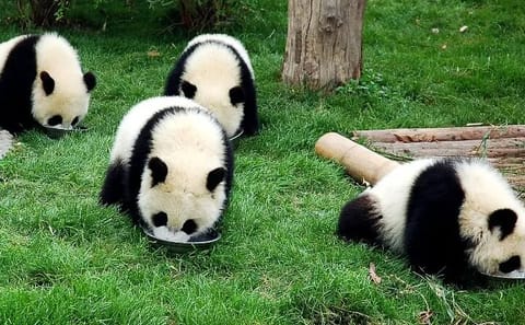 Private Day Tour to Wolong Panda Base from Chengdu