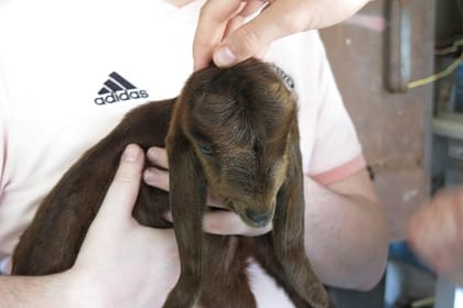 From Larnaca: Halloumi Heaven – Cypriot Cheese Making Workshop & Troodos Mountain Villages Tour (7-8hrs)