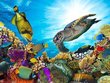 Snorkeling Adventure with Dolphins in Samadai, Marsa Alam