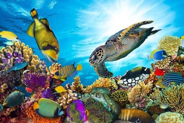 Snorkeling Adventure with Dolphins in Samadai, Marsa Alam