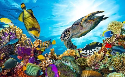 Snorkeling Adventure with Dolphins in Samadai, Marsa Alam