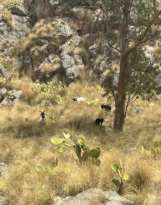 Palermo: Monte Pellegrino Hike, Sanctuary & Juice 8