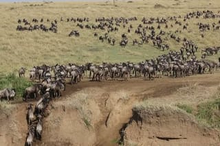 3 days 2 nights budget group safari to Maasai Mara National Reserve