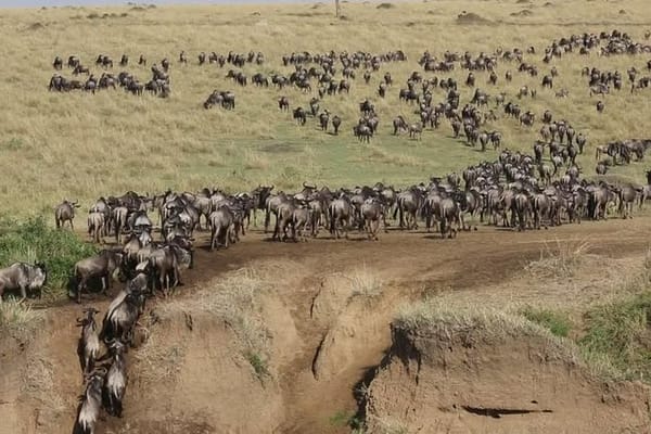 3 days 2 nights budget group safari to Maasai Mara National Reserve