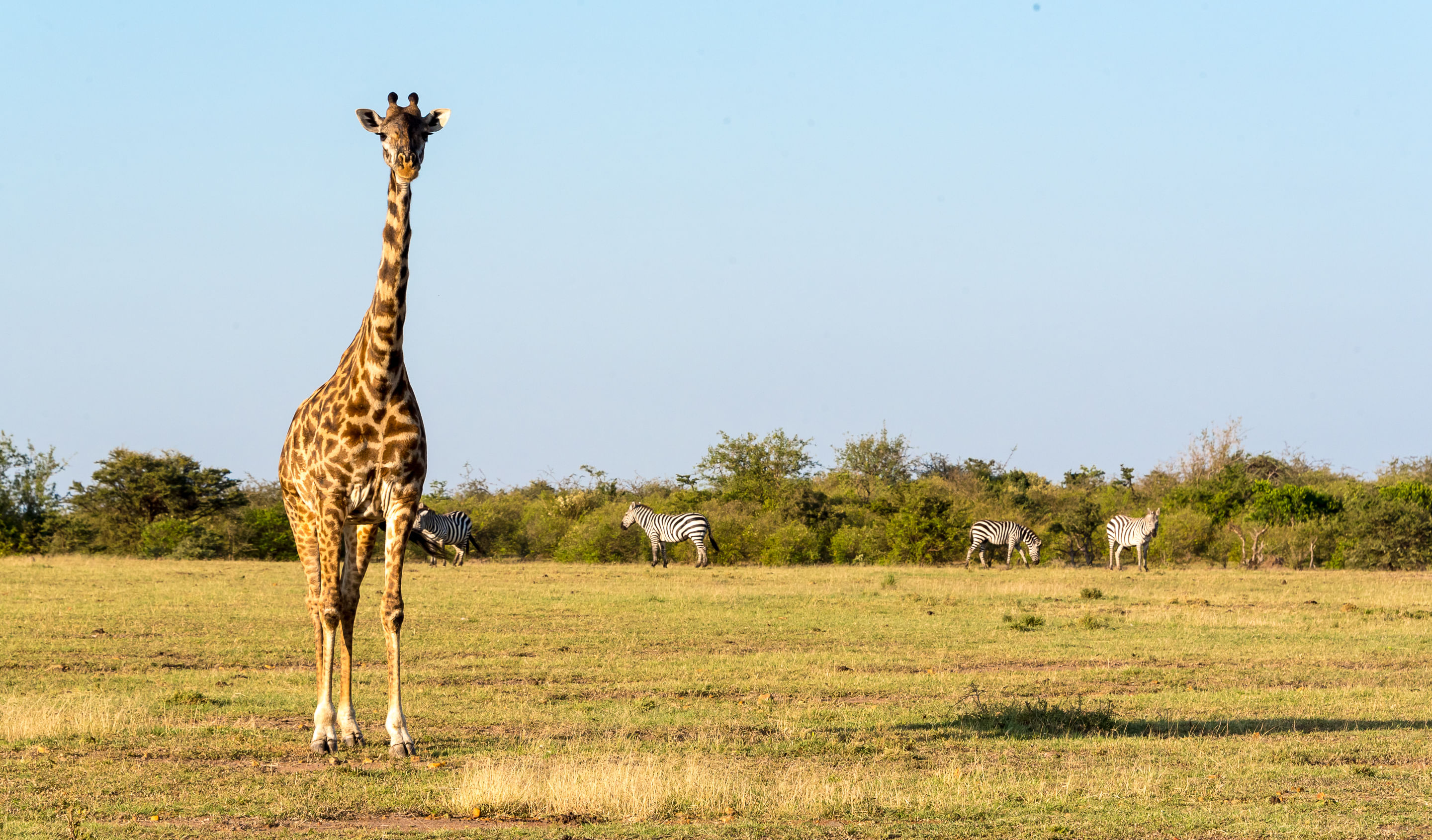 HORSE BACKRIDING SAFARI IN MAASAI MARA
