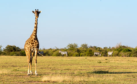 Horseback Riding Safari in Maasai Mara, Narok