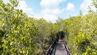 Mangrove Forest Park Nature Trail and River Boat Ride to Khao Daeng Mountain with Private Guide 6