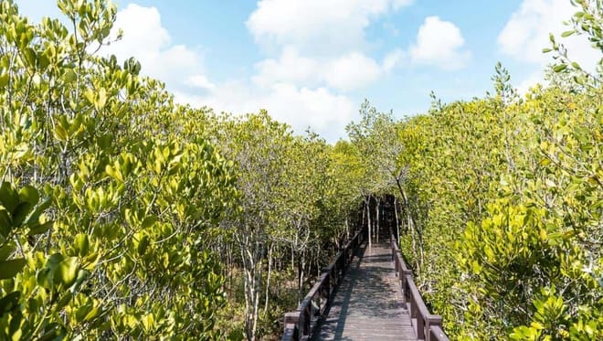 Mangrove Forest Park Nature Trail and River Boat Ride to Khao Daeng Mountain with Private Guide photo 6