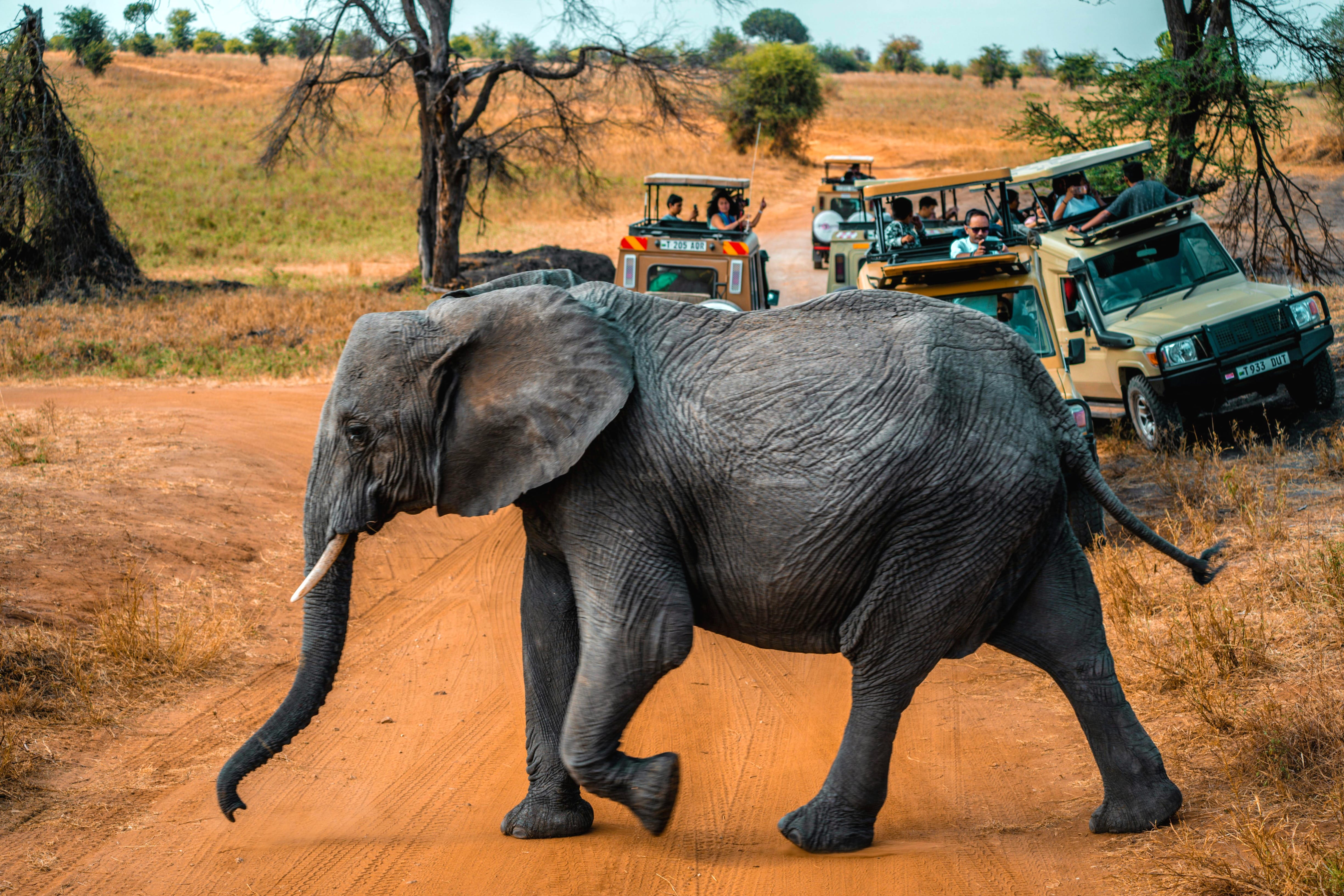 African elephant crossing near safari vehicles in Tarangire National Park, Tanzania.