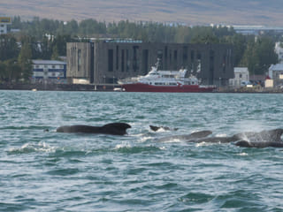 Akureyri Express Whales & Eyjafjord, photo 20
