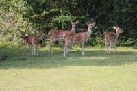 3 Days National Park Safari Trail  4