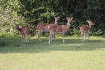 Three-Day Safari Adventure in Tissamaharama, Sri Lanka
