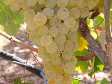 Crete Wine Tour: Discover Local Wineries in Heraklion