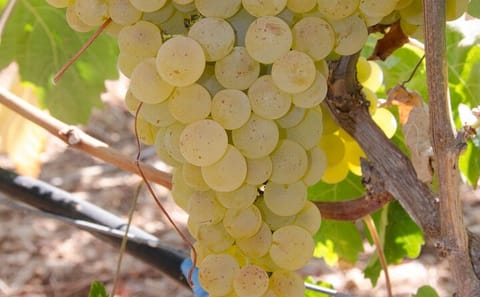 Crete Wine Tour: Discover Local Wineries in Heraklion