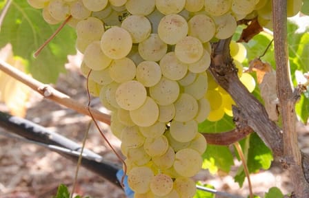 Crete Wine Tour: Discover Local Wineries in Heraklion