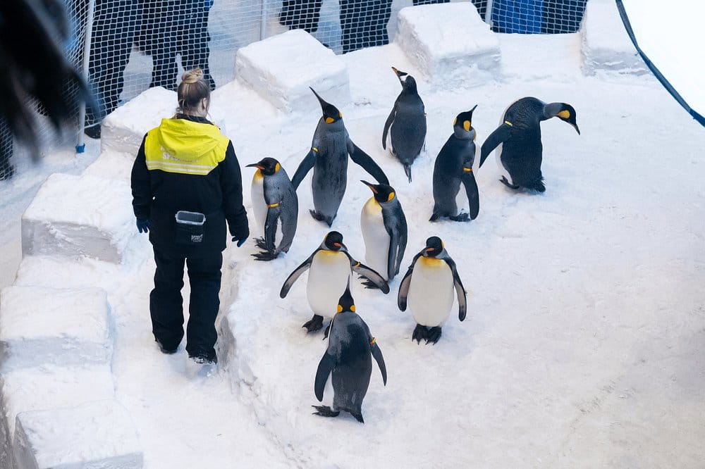 Dubai: Ski Dubai Ultimate Winter Experience!