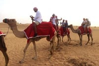 Dubai: Desert Camel Ride with Live Shows & BBQ Buffet Dinner 10