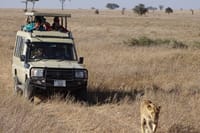 Embrace the exhilaration as lions gracefully stride beside our tour jeeps, their regal demeanor contrasting with the rugged safari vehicles